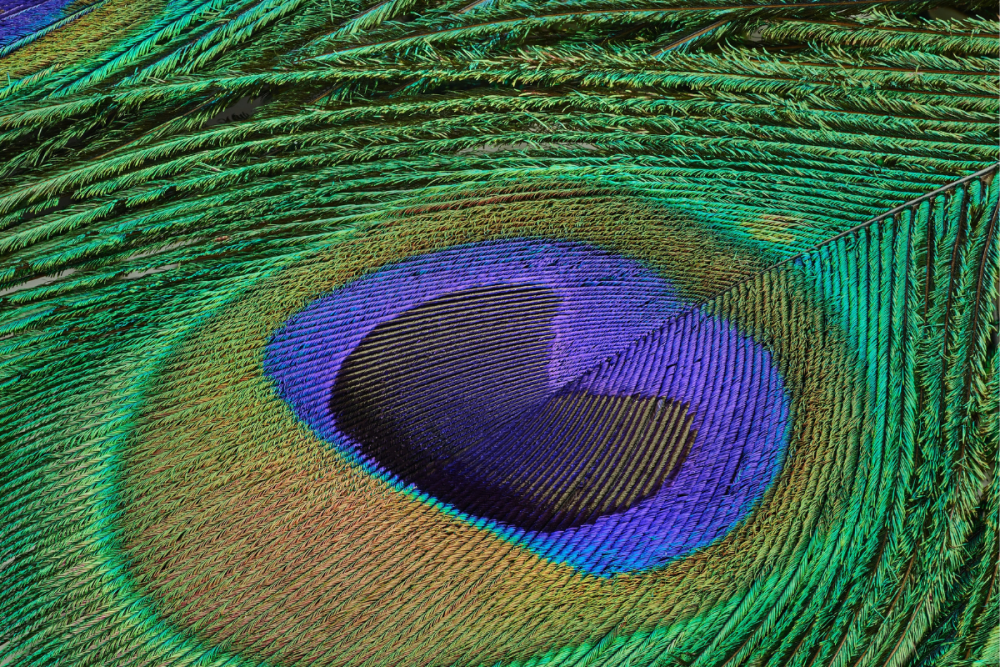 Peacock Feather Up Close