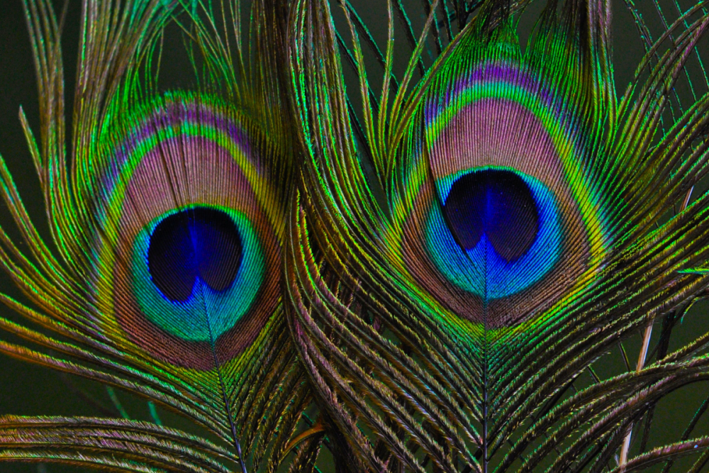 Close Up Peacock Feathers